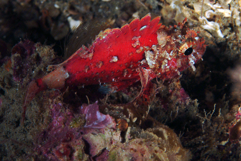 Scorpaena notata?